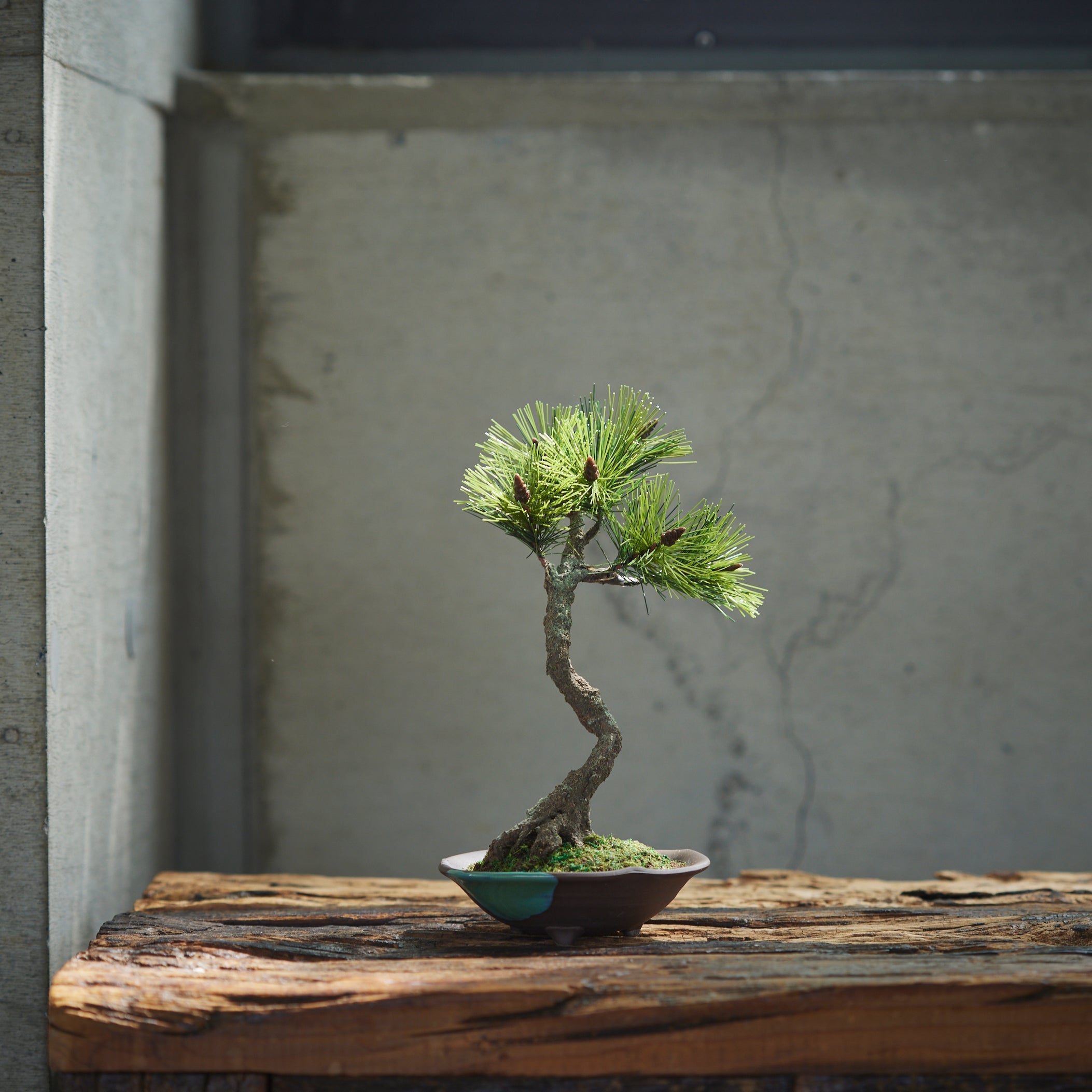 The Ancient Japanese Belief in the Pine Tree's Power to Ward Off