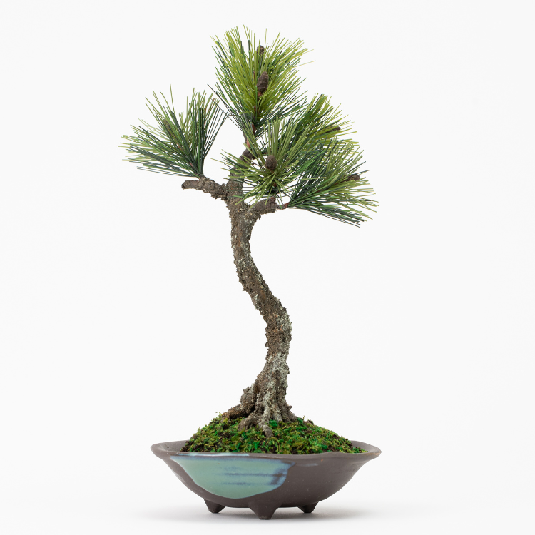 750x750_5a14b641-5010-480d-