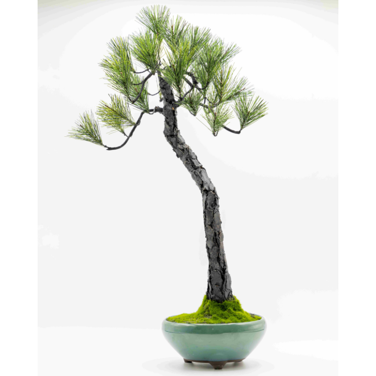 早い者勝ちです!花器 小森松庵 作 早い者勝ちです!花器 小森松庵 作 A-BONSAI Bunjin (黒松 高50