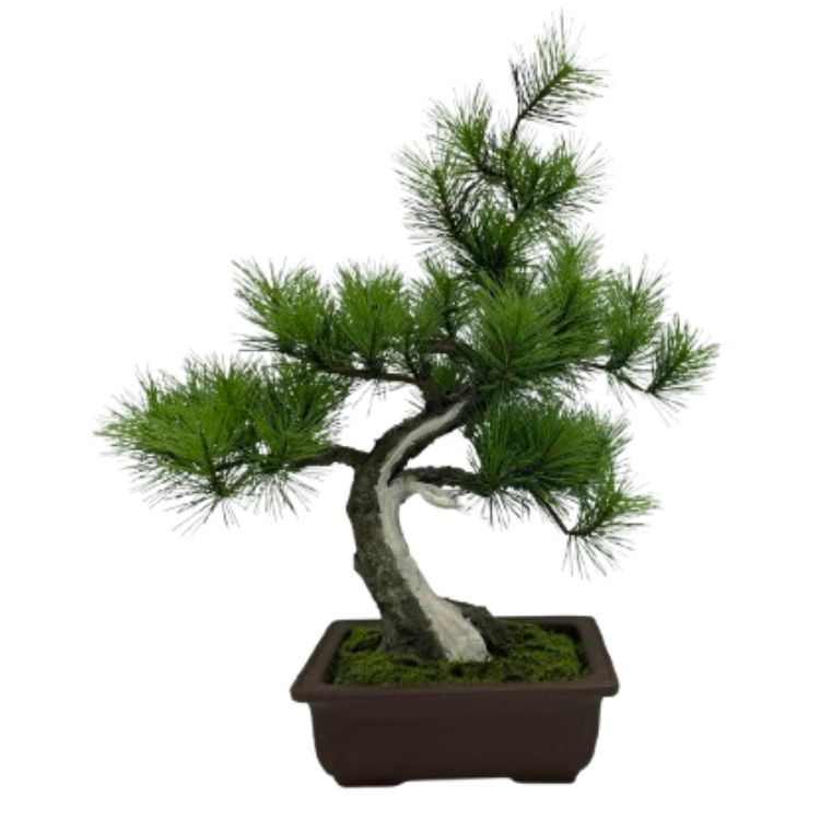 A-BONSAI JinShari（黒松 高40㎝） – J-和インターナショナルストア