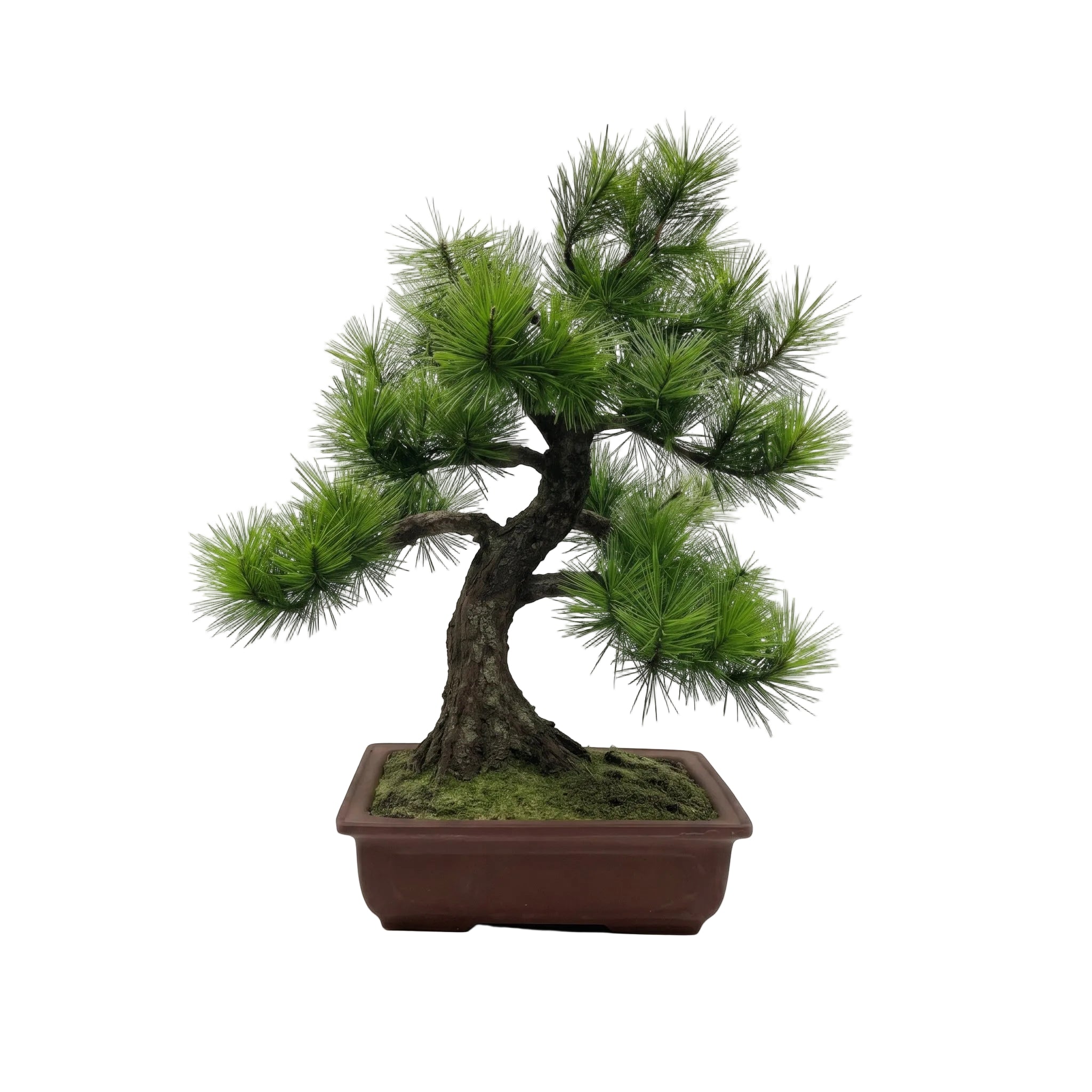 A-BONSAI Moyogi（黒松 高40cm） – J-和インターナショナルストア
