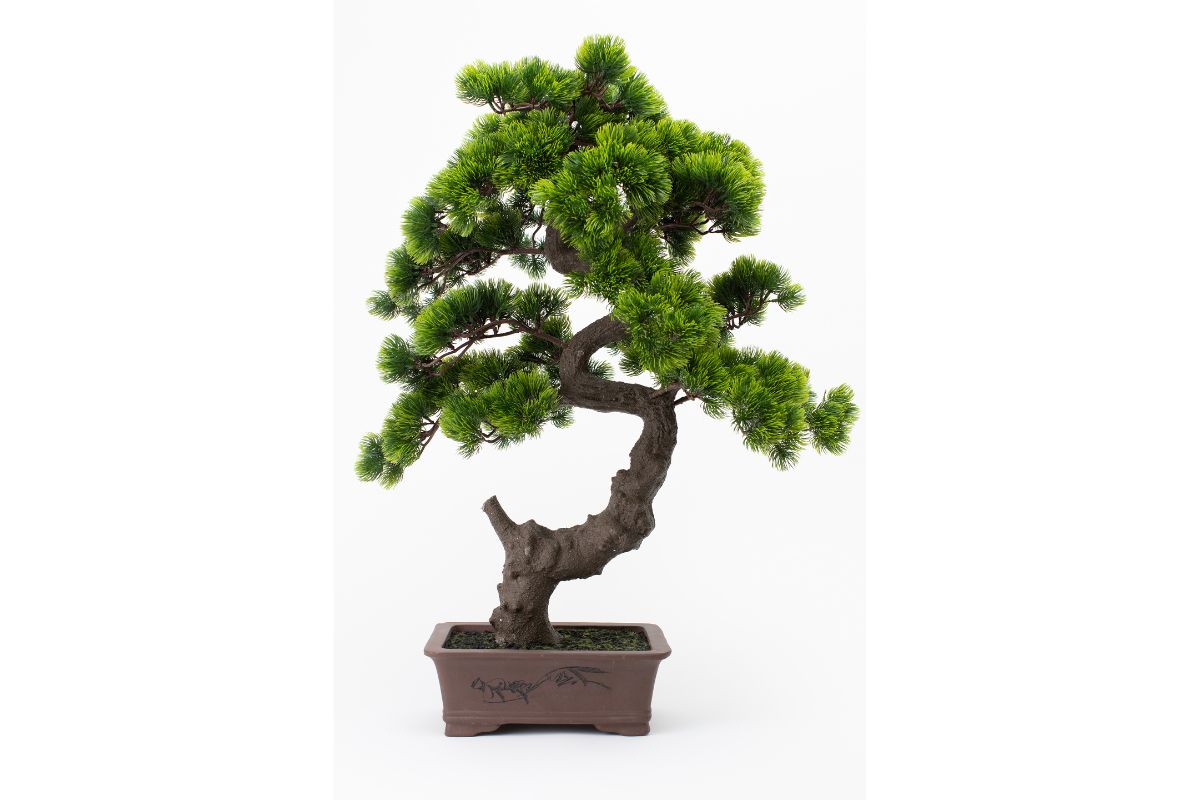 A-BONSAI Moyogi Goyomatsu Big（高80cm） – J-和