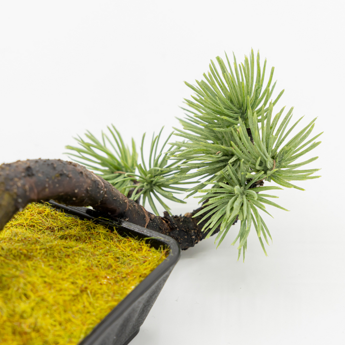 2/8から2/16 上野グリーンクラブ立春大市で販売 #盆栽 #bonsai