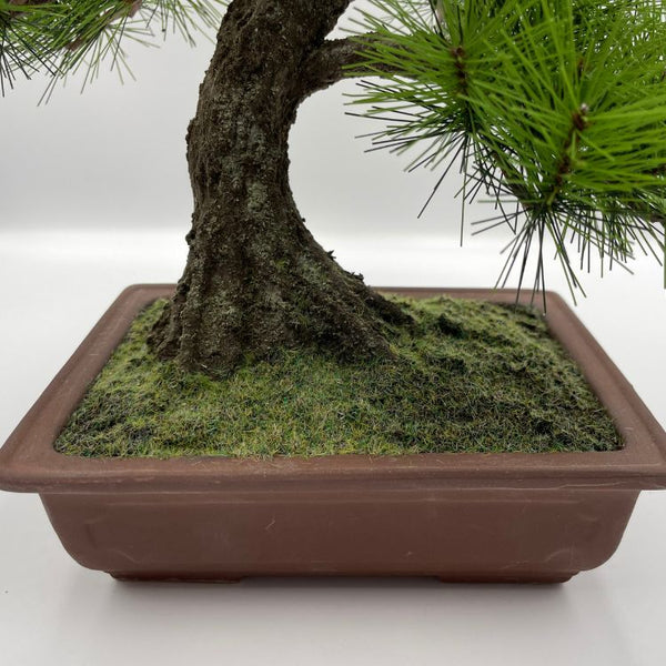 松の木の風水と意味】私たちが「松」盆栽に拘る理由｜高級工芸盆栽