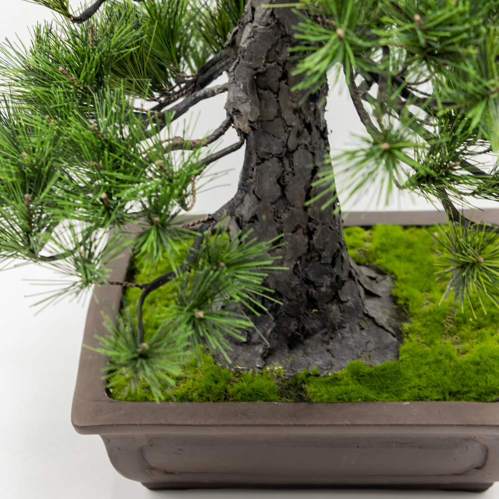 A-BONSAI Chokkan （黒松 高45cm） – J-和インターナショナルストア