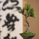 Art Craft Bonsai (25cm high)