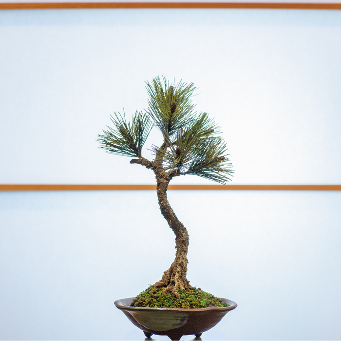A-BONSAI Artcraft Bunjin (Black Pine Height 25cm) – J-和インターナショナルストア