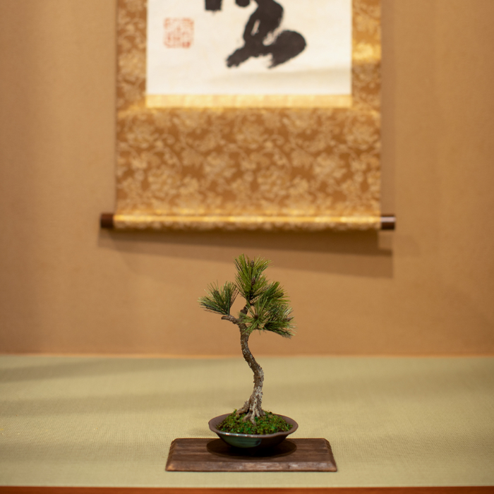 A-BONSAI Artcraft Bunjin (Black Pine Height 25cm) – J-和