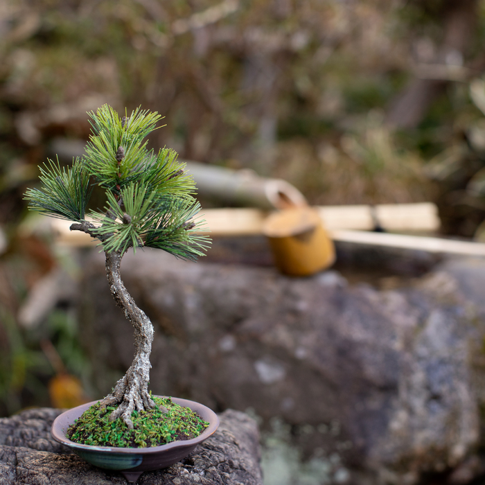 bonsai tree aj A-BONSAI Artcraft Bunjin (Black Pine Height 25cm) – J-和インターナショナルストア