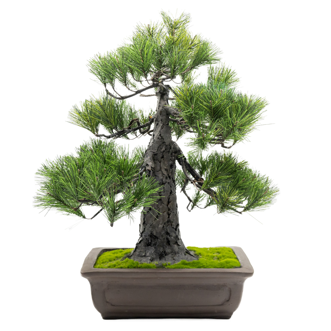 A-BONSAI Chokkan （黒松 高45cm） – J-和インターナショナルストア