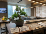 A-BONSAI Moyogi Light（黒松 高30㎝）