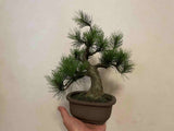 A-BONSAI Moyogi Light（黒松 高30㎝）