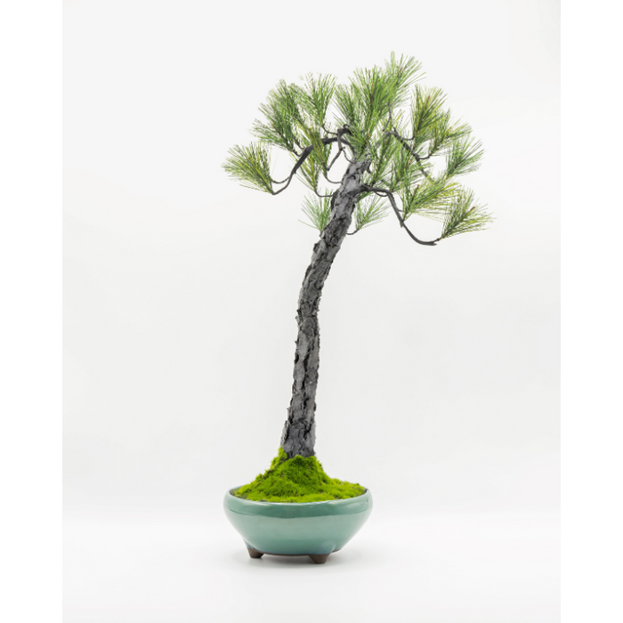 A-BONSAI Bunjin （黒松 高50㎝） – J-和インターナショナルストア