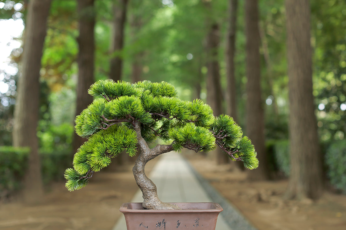 IMG_0097_1200x.jpg?v=1638680861