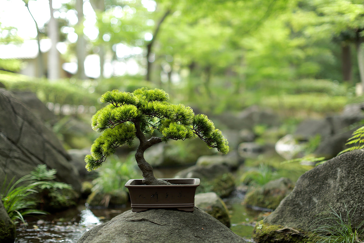 日本庭園の岩の上に佇む、アーティフィシャル盆栽（人工盆栽）のA-BONSAI#01です。日本庭園の緑の中に五葉松の葉がとても良く映えています。