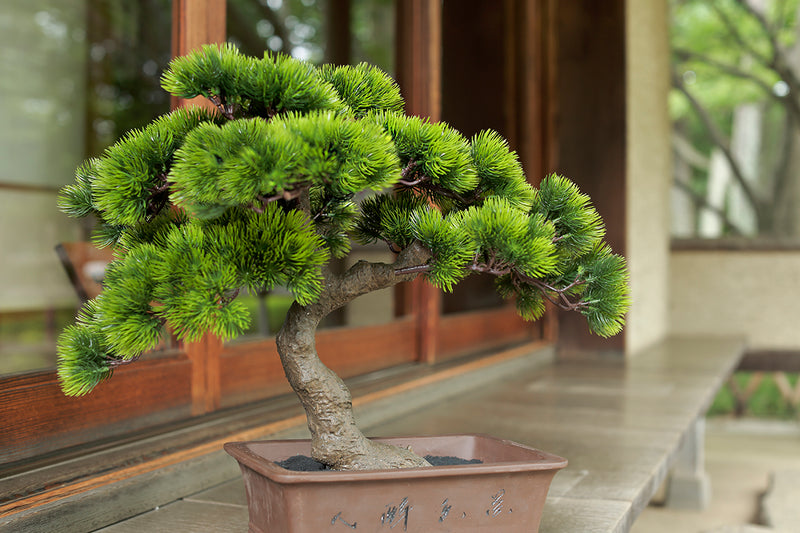 日本家屋の縁側に佇むアーティフィシャル盆栽（人工盆栽）のA-BONSAI#01です。日本家屋にとても良く似合います。