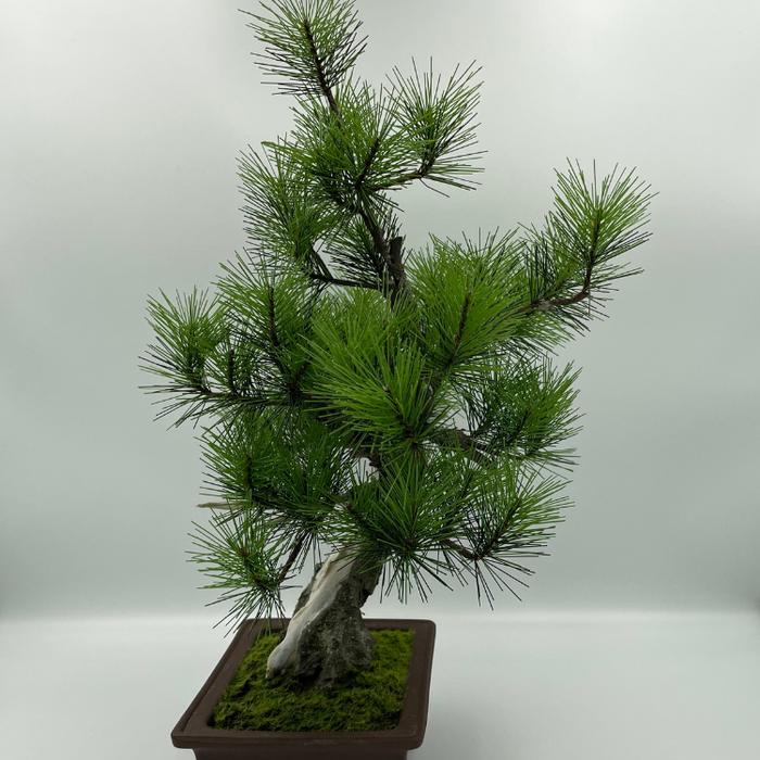 A-BONSAI JinShari（黒松 高40㎝） – J-和インターナショナルストア