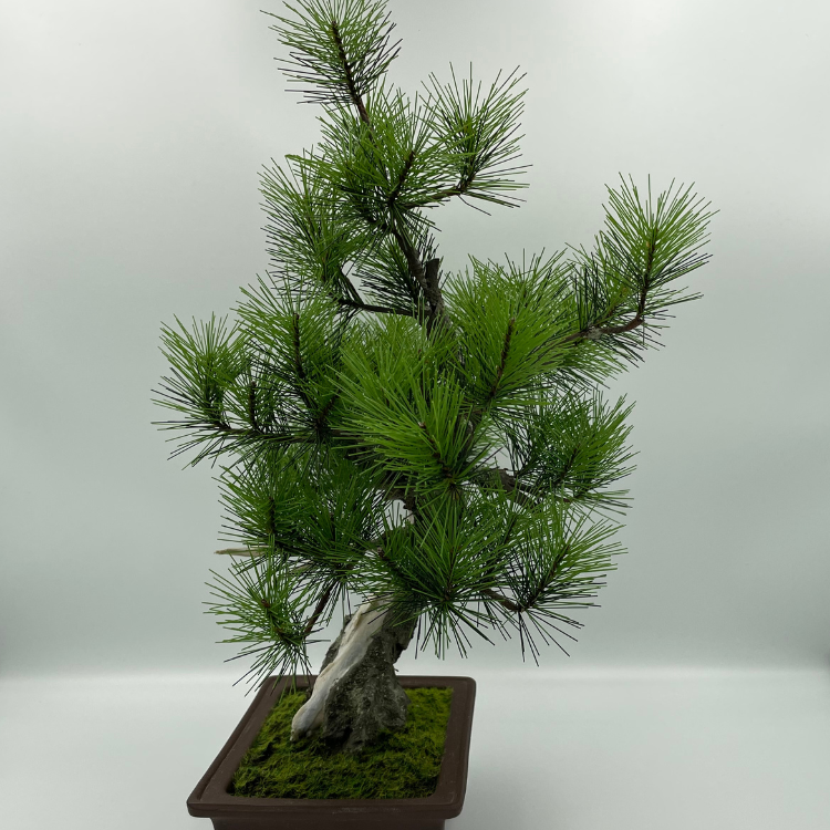 A-BONSAI JinShari（黒松 高40㎝）