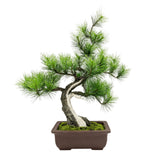 A-BONSAI JinShari（黒松 高40㎝）