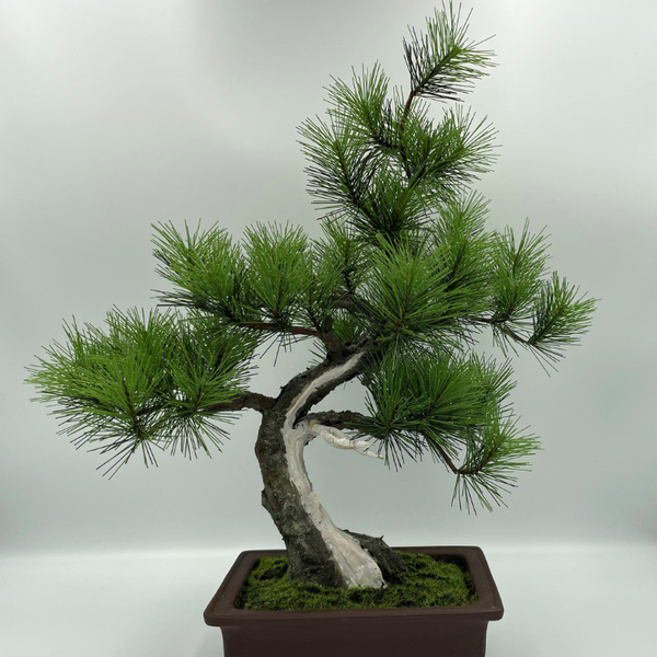 A-BONSAI JinShari（黒松 高40㎝）