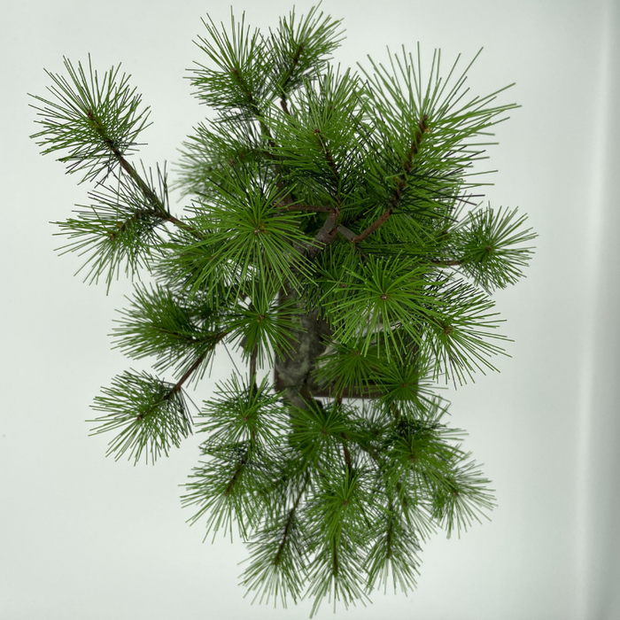A-BONSAI JinShari（黒松 高40㎝） – J-和インターナショナルストア