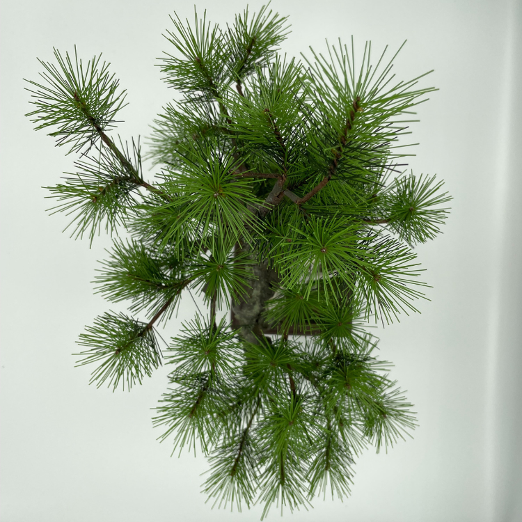 A-BONSAI JinShari（黒松 高40㎝）