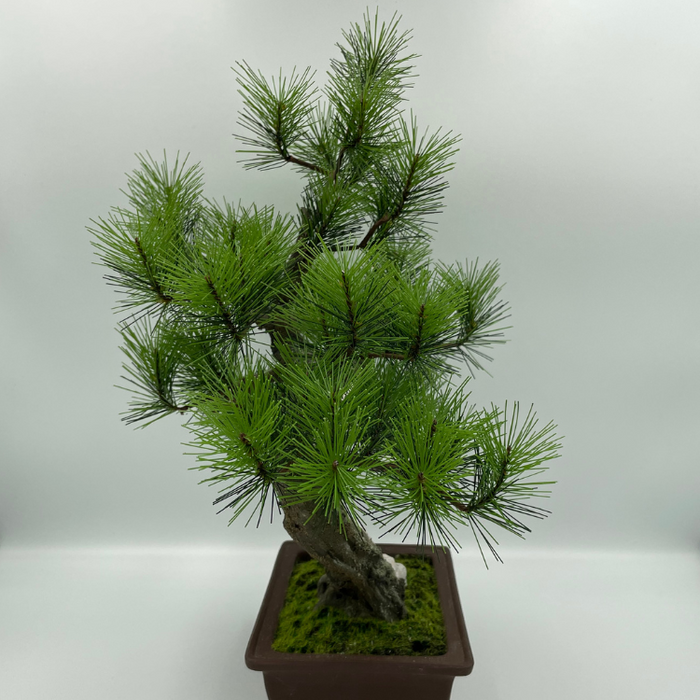 A-BONSAI JinShari（黒松 高40㎝） – J-和インターナショナルストア