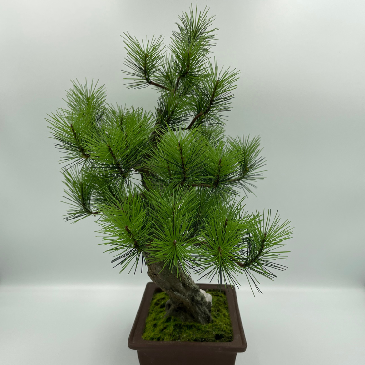 A-BONSAI JinShari（黒松 高40㎝）