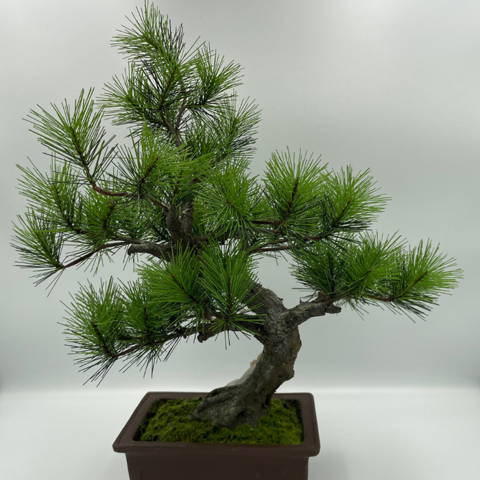 A-BONSAI JinShari（黒松 高40㎝） – J-和インターナショナルストア