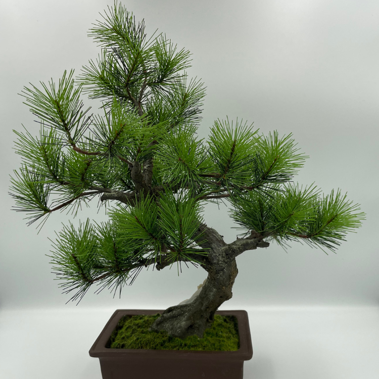 A-BONSAI JinShari（黒松 高40㎝）