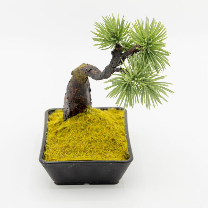 A-BONSAI Mini Bunjin （五葉松 高14cm） – J-和インターナショナルストア