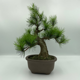 A-BONSAI Moyogi Light（黒松 高30㎝）