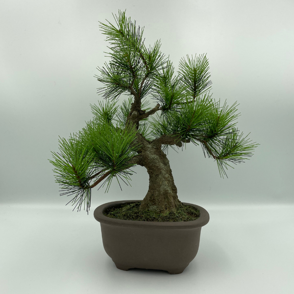 A-BONSAI Moyogi Light(黒松 高30㎝) – J-和インターナショナルストア A-BONSAI Moyogi Light(黒松 高30㎝) – J-和インターナショナルストア