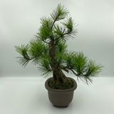 A-BONSAI Moyogi Light（黒松 高30㎝）