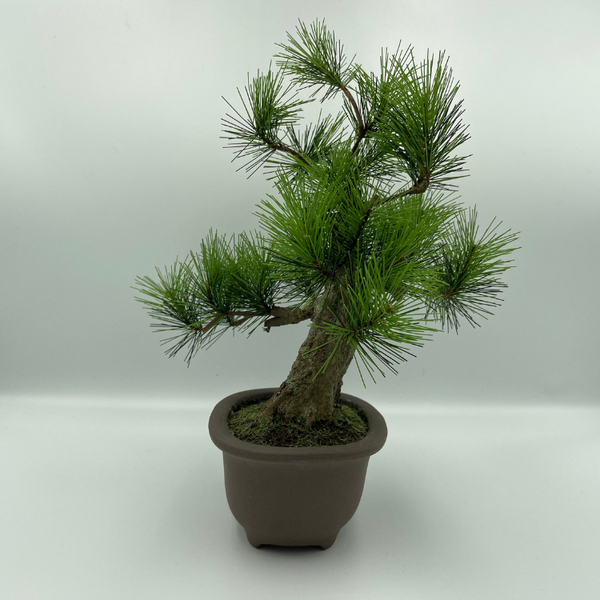 A-BONSAI Moyogi Light（黒松 高30㎝）