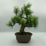 A-BONSAI Moyogi Light（黒松 高30㎝）