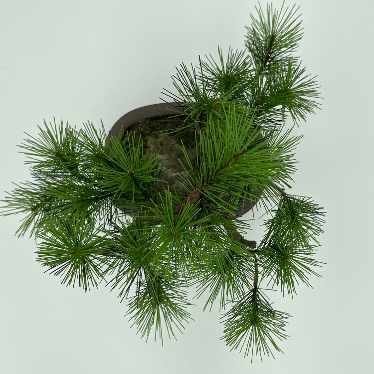 A-BONSAI Moyogi Light（黒松 高30㎝）