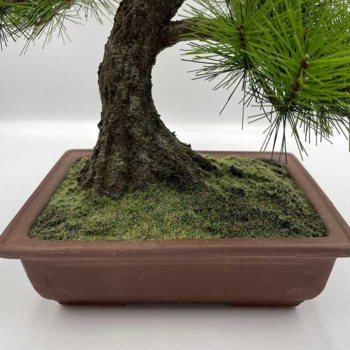 A-BONSAI Moyogi（黒松 高40cm） – J-和インターナショナルストア