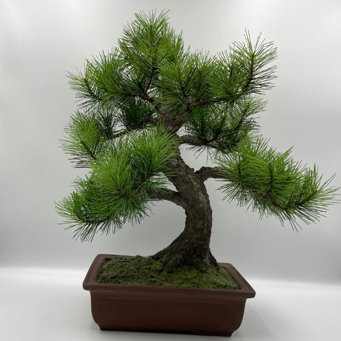 A-BONSAI Moyogi（黒松 高40cm） – J-和インターナショナルストア