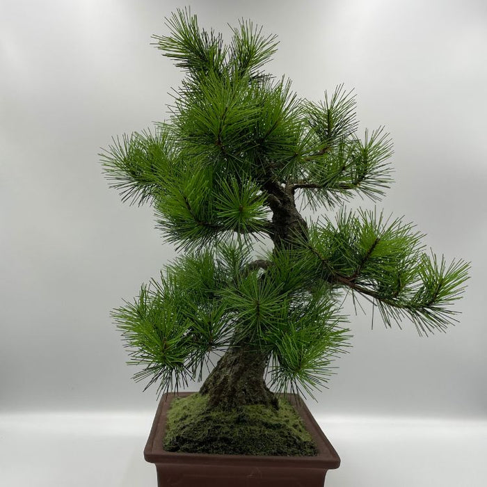お盆お彼岸大特価　希少ケヤキ材 五重塔★総高さ 約49cm m53277561151_1.jpg?1716774923