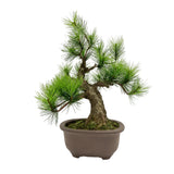 A-BONSAI Moyogi Light（黒松 高30㎝）