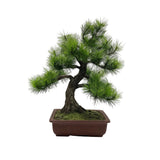 A-BONSAI Moyogi（黒松 高40cm）