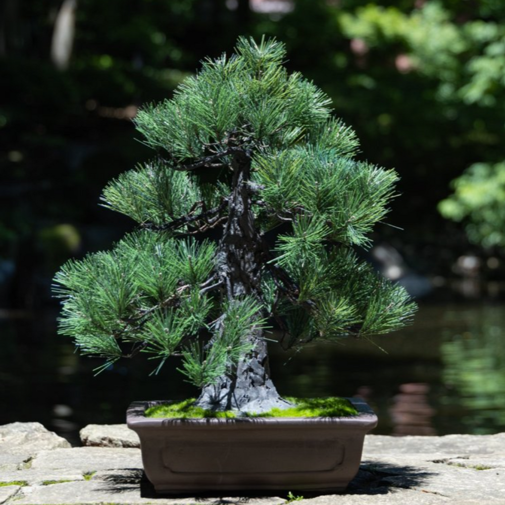 8686 五葉松 葉性抜群 超整 サイズ感抜群 樹高45cm 8686 五葉松 葉性 8686 五葉松 葉性抜群 超整 サイズ感抜群 樹高45cm 8686 五葉松 葉性