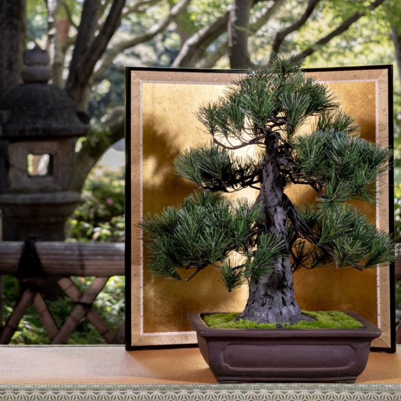 A-BONSAI Chokkan (黒松 高45cm) – J-和インターナショナルストア A-BONSAI Chokkan (黒松 高45cm) – J-和インターナショナルストア