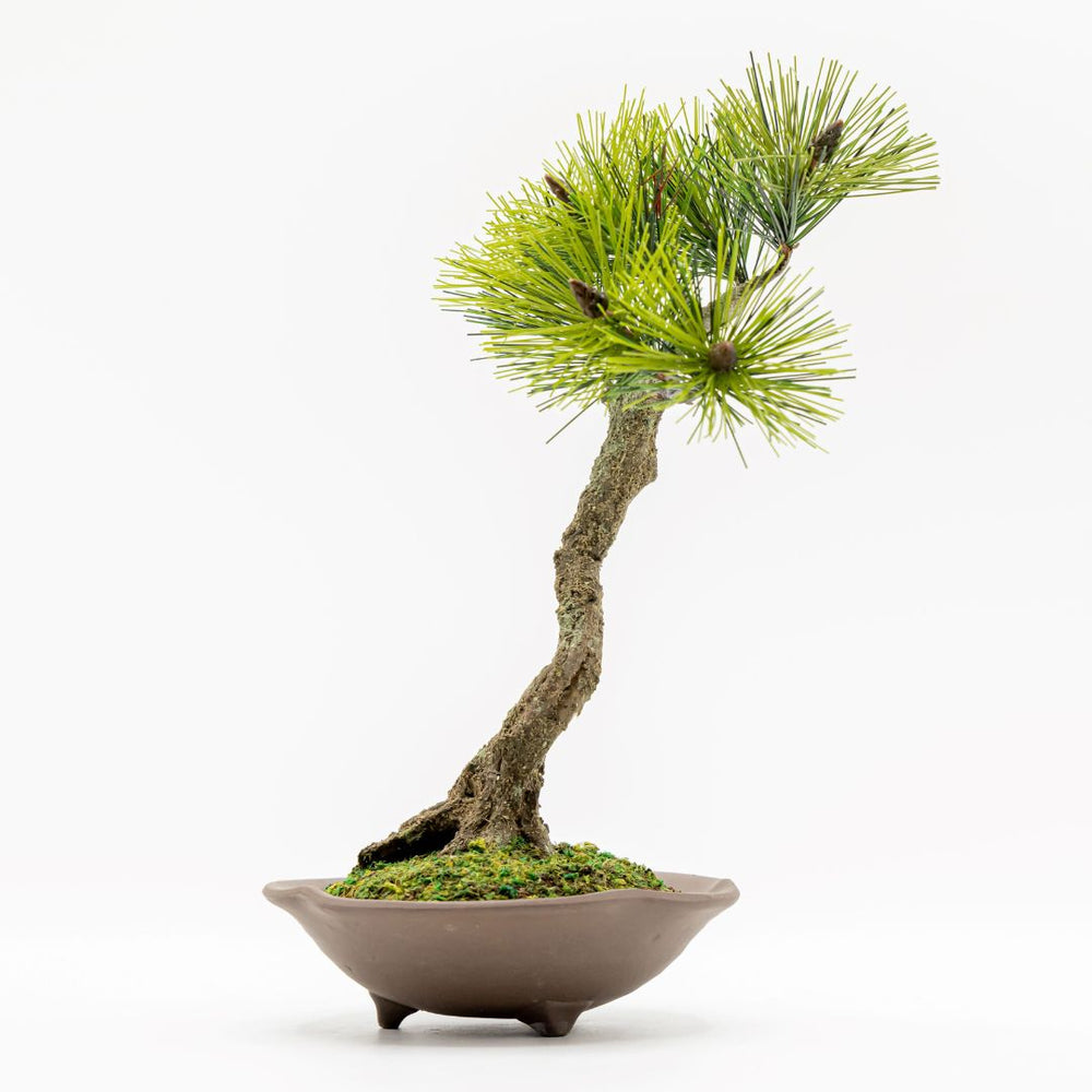 盆栽 Japanese bonsai A-BONSAI Artcraft Bunjin （黒松 高25cm） – J-和インターナショナル