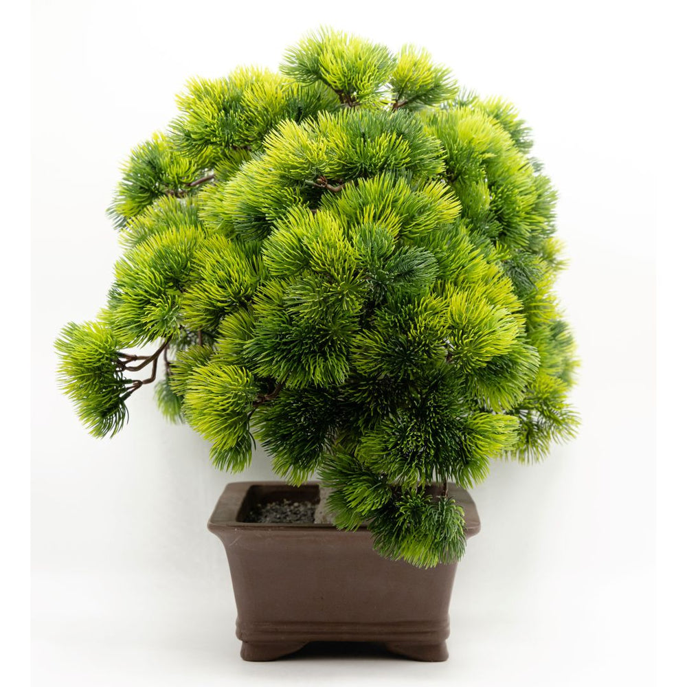 A-BONSAI Moyogi Goyomatsu （五葉松 高45cm） – J-和インターナショナルストア