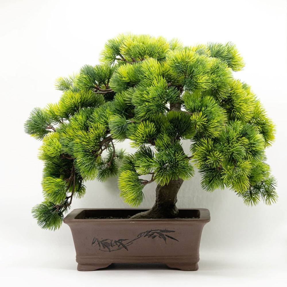 A-BONSAI Moyogi Goyomatsu （五葉松 高45cm） – J-和インターナショナルストア