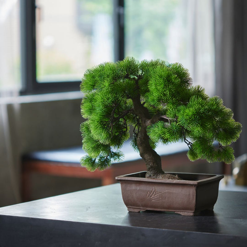 moyogi bonsai tree A-BONSAI Moyogi Goyomatsu (Five-needle Pine Height 45cm) – J-和インターナショナルストア
