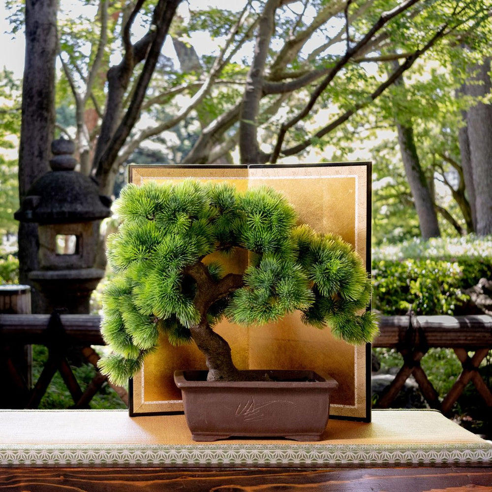 A-BONSAI Moyogi Goyomatsu (五葉松 高45cm) – J-和 A-BONSAI Moyogi Goyomatsu (五葉松 高45cm) – J-和
