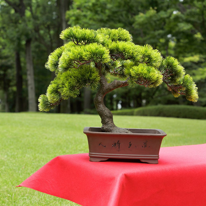 moyogi bonsai tree A-BONSAI Moyogi Goyomatsu (Five-needle Pine Height 45cm) – J-和インターナショナルストア